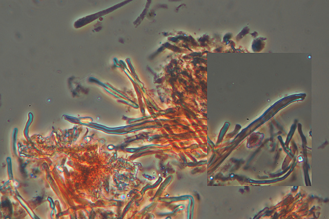Fotoreportage di uno Stereum (credo!) (Stereum gausapatum)